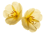 Onagre