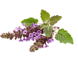 Patchouli