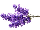 Lavande